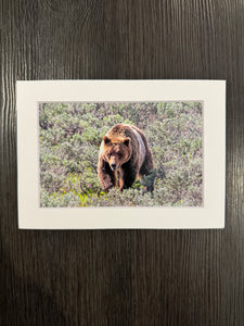 "Grizzly 610" 5x7 print