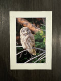 "Great Gray Owl" 5x7 print