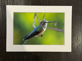 "Oregon Hummingbird" 5x7 print