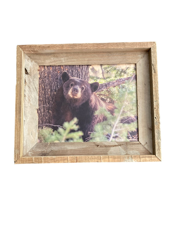 Napping Black Bear- FRAMED 8x10 wood print