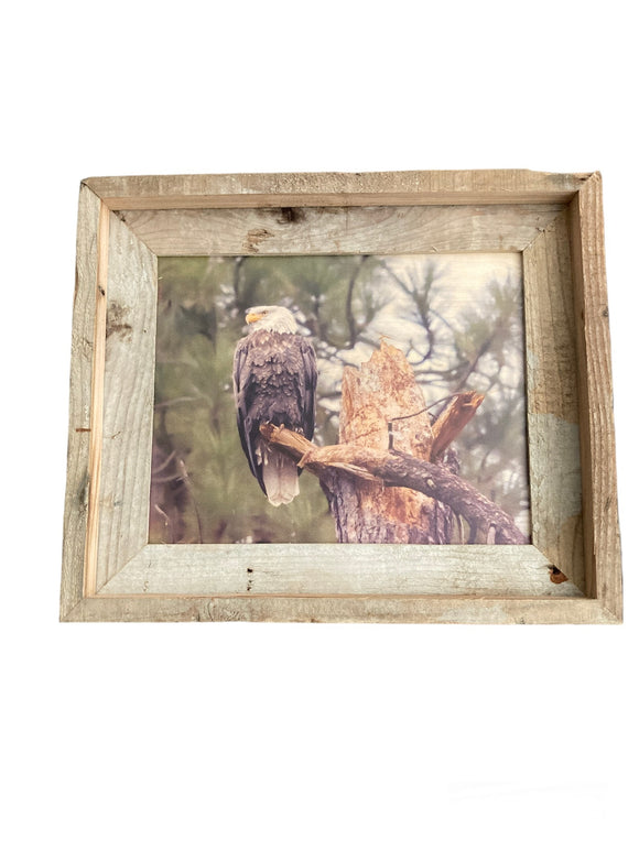 Perched Eagle- FRAMED 8x10 wood print