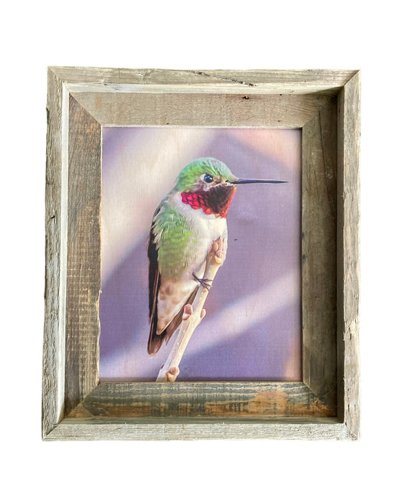 Anna's Hummingbird- FRAMED 8x10 wood print