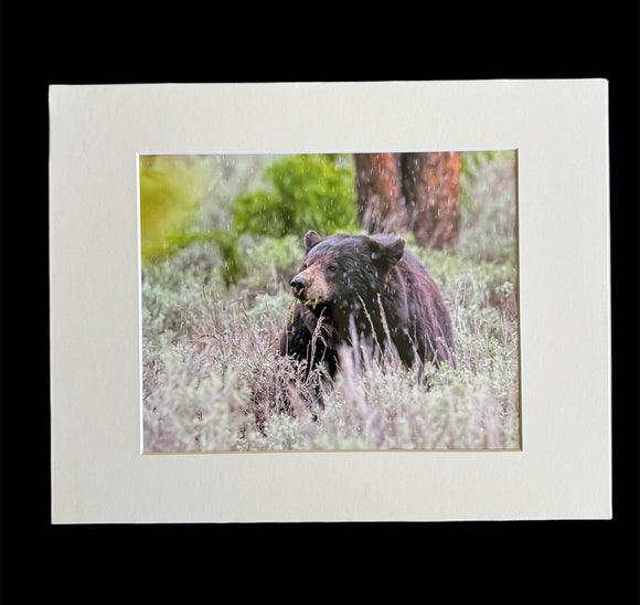 Bear in the Rain photo print- 11x14