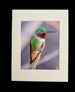Anna's Hummingbird photo print- 11x14