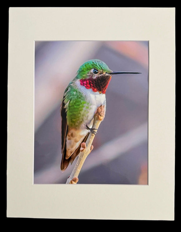 Anna's Hummingbird photo print- 11x14