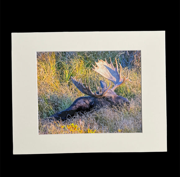 Napping Moose photo print- 11x14