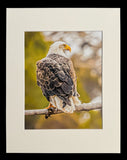 Sunset Eagle photo print- 11x14
