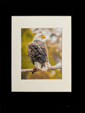 Sunset Eagle photo print- 11x14