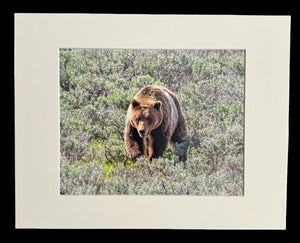 Grizzly 610 photo print- 11x14