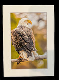 "Sunset Eagle" 5x7 print