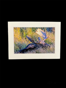 "Napping Moose" 5x7 print