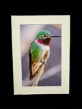 "Anna's Hummingbird" 5x7 print