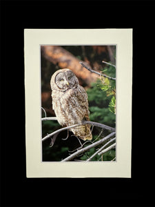 "Great Gray Owl" 5x7 print