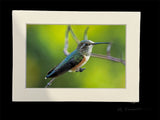 "Oregon Hummingbird" 5x7 print