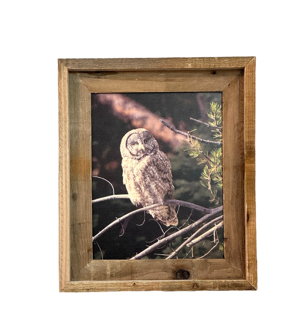 Great Gray Owl- FRAMED 8x10 wood print