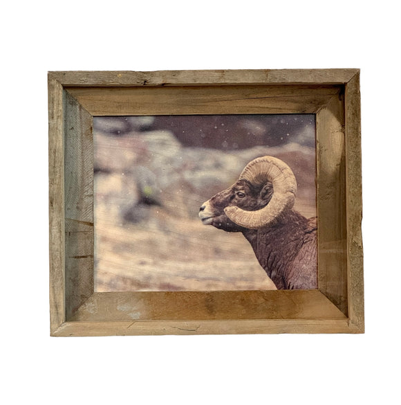 Snowy Big Horn Sheep- FRAMED 8x10 wood print