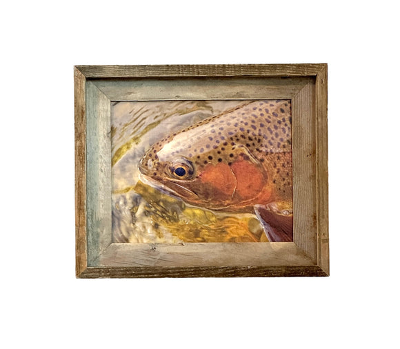 Trout Face- FRAMED 8x10 wood print