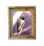 Anna's Hummingbird- FRAMED 8x10 wood print
