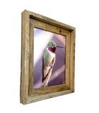 Anna's Hummingbird- FRAMED 8x10 wood print