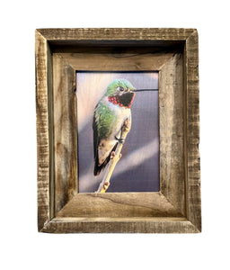 Anna's Hummingbird- FRAMED 5x7 Wood Print