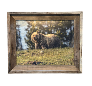 Grizzly on a Hill- FRAMED 11x14 Wood Print
