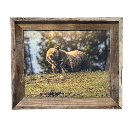 Grizzly on a Hill- FRAMED 11x14 Wood Print