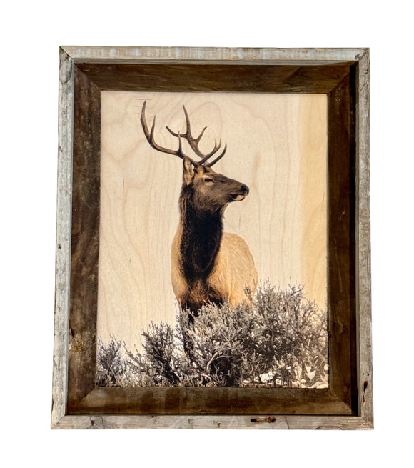 Elk Head Turn - FRAMED 11x14 Wood Print
