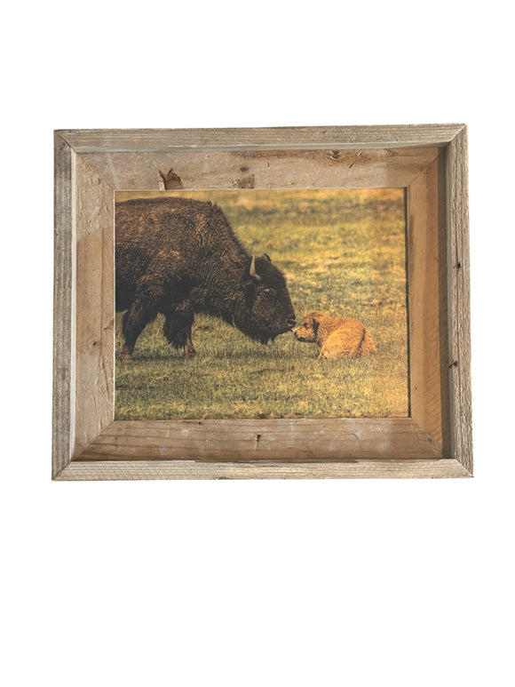 Bison Love- FRAMED 8x10 wood print