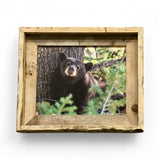 Napping Black Bear- FRAMED 8x10 wood print