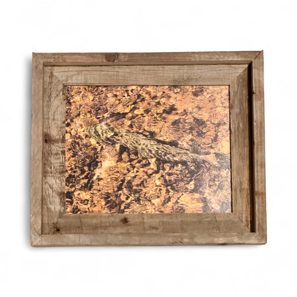 Hidden Trout- FRAMED 8x10 Wood Print