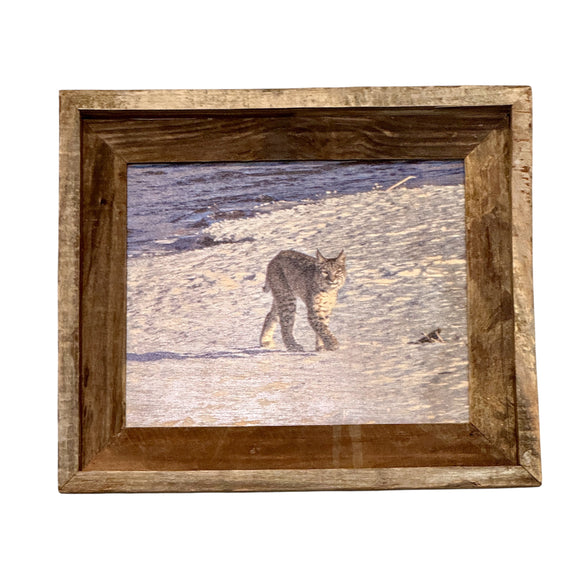 Smiling Bobcat- FRAMED 8x10 wood print