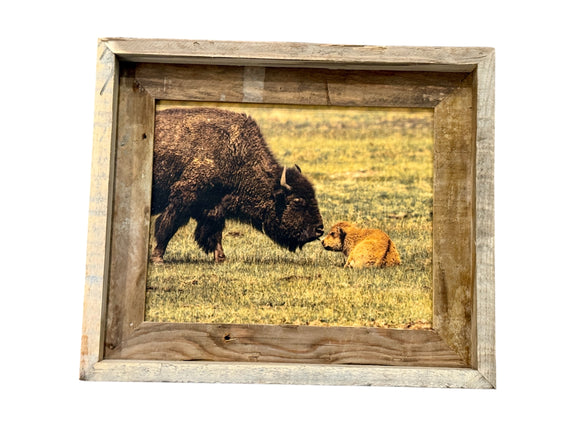 Bison Love- FRAMED 8x10 wood print