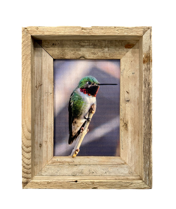 Anna's Hummingbird- FRAMED 5x7 Wood Print