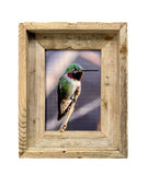 Anna's Hummingbird- FRAMED 5x7 Wood Print
