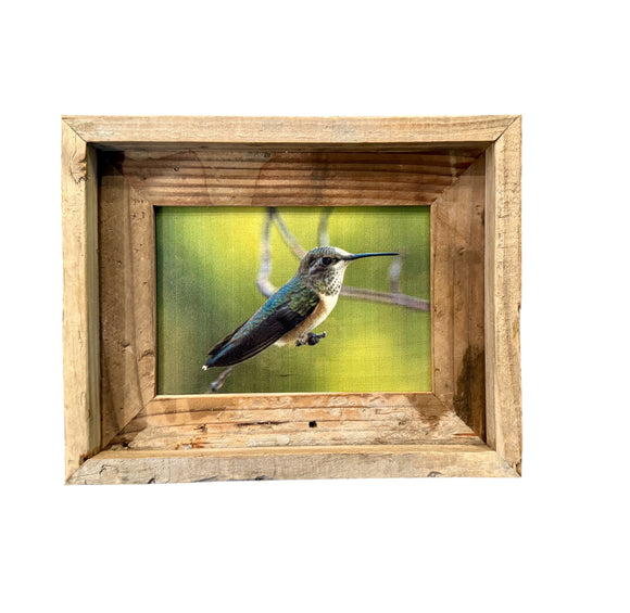 Broad Tailed Hummingbird- FRAMED 5x7 Wood Print