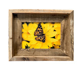Painted Lady Butterfly- FRAMED 5x7 Wood Print