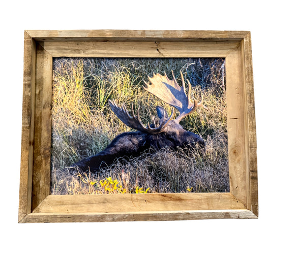 Napping Moose- FRAMED 11x14 Wood Print