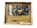 Grizzly on a Hill- FRAMED 11x14 Wood Print