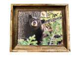 Napping Black Bear- FRAMED 11x14 Wood Print