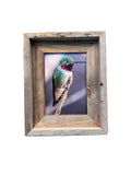 Anna's Hummingbird- FRAMED 5x7 Wood Print