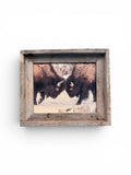 Bison Fight- FRAMED 8x10 wood print