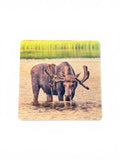Coaster- Thirsty Moose