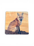 Coaster- Red Fox Sitting
