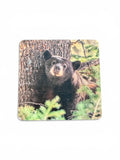 Coaster- Napping Black Bear