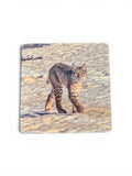 Coaster- Smiling Bobcat