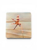 Coaster- Dragonfly