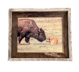 Bison Love- FRAMED 8x10 wood print