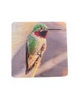 Coaster- Anna's Hummingbird