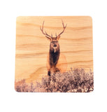 Coaster- Elk Stare Down