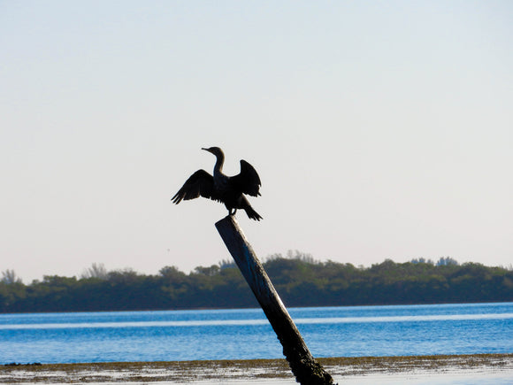 Anhinga 4x6 photo print (5x7 with mat & backing)